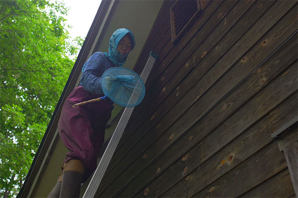 はしごを登り、屋根裏通気口前で争うマルハナバチを捕獲する姉